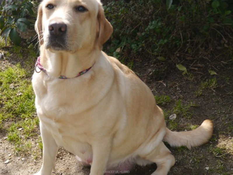 母犬ヨギー近日出産♪飼い主様募集中! 母犬ヨギー近日出産♪飼い主様募集中!